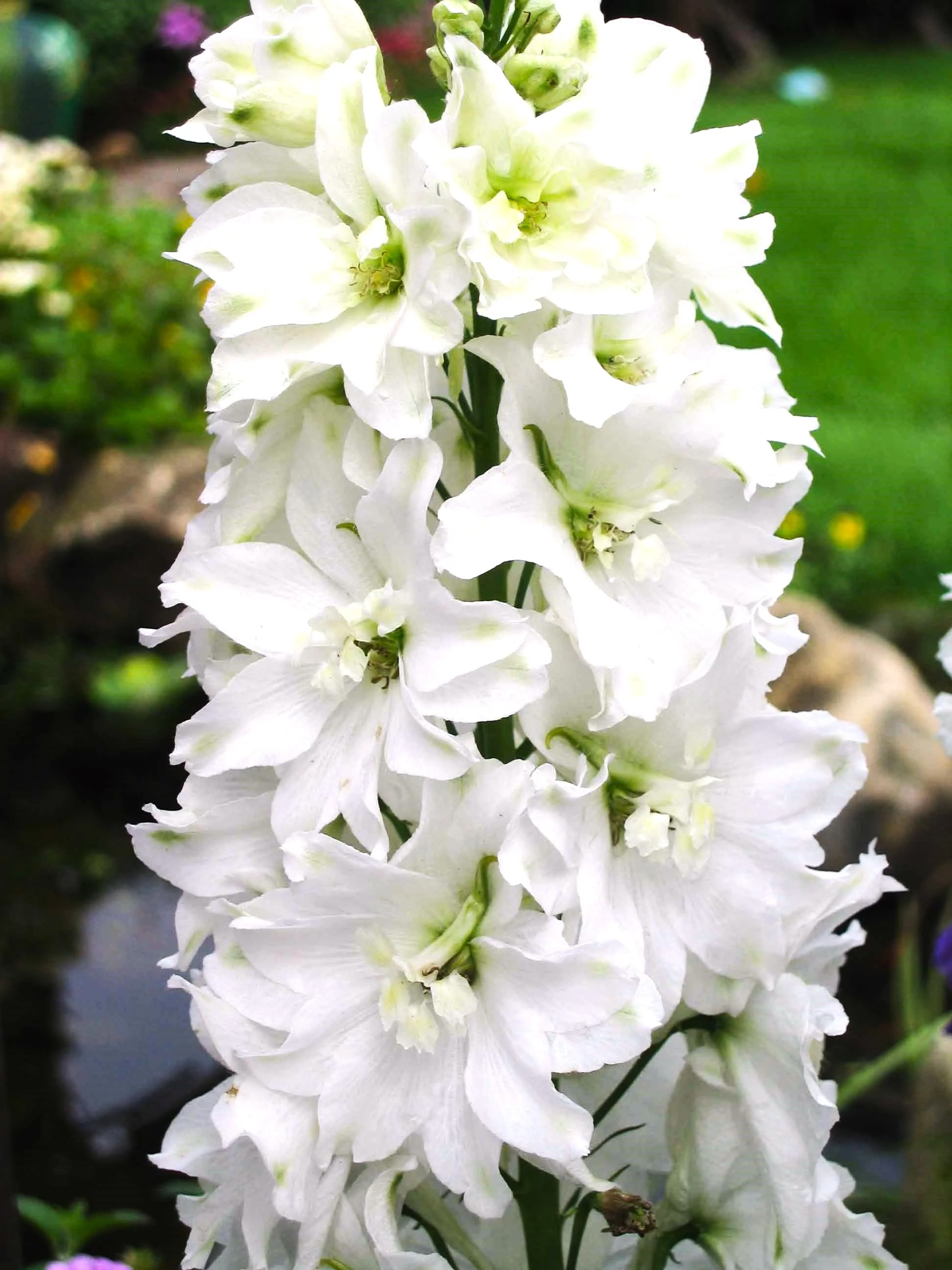 White King Rocket Larkspur - Image 9