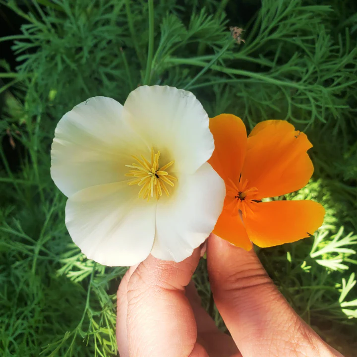 White Linen California Poppy - Image 3