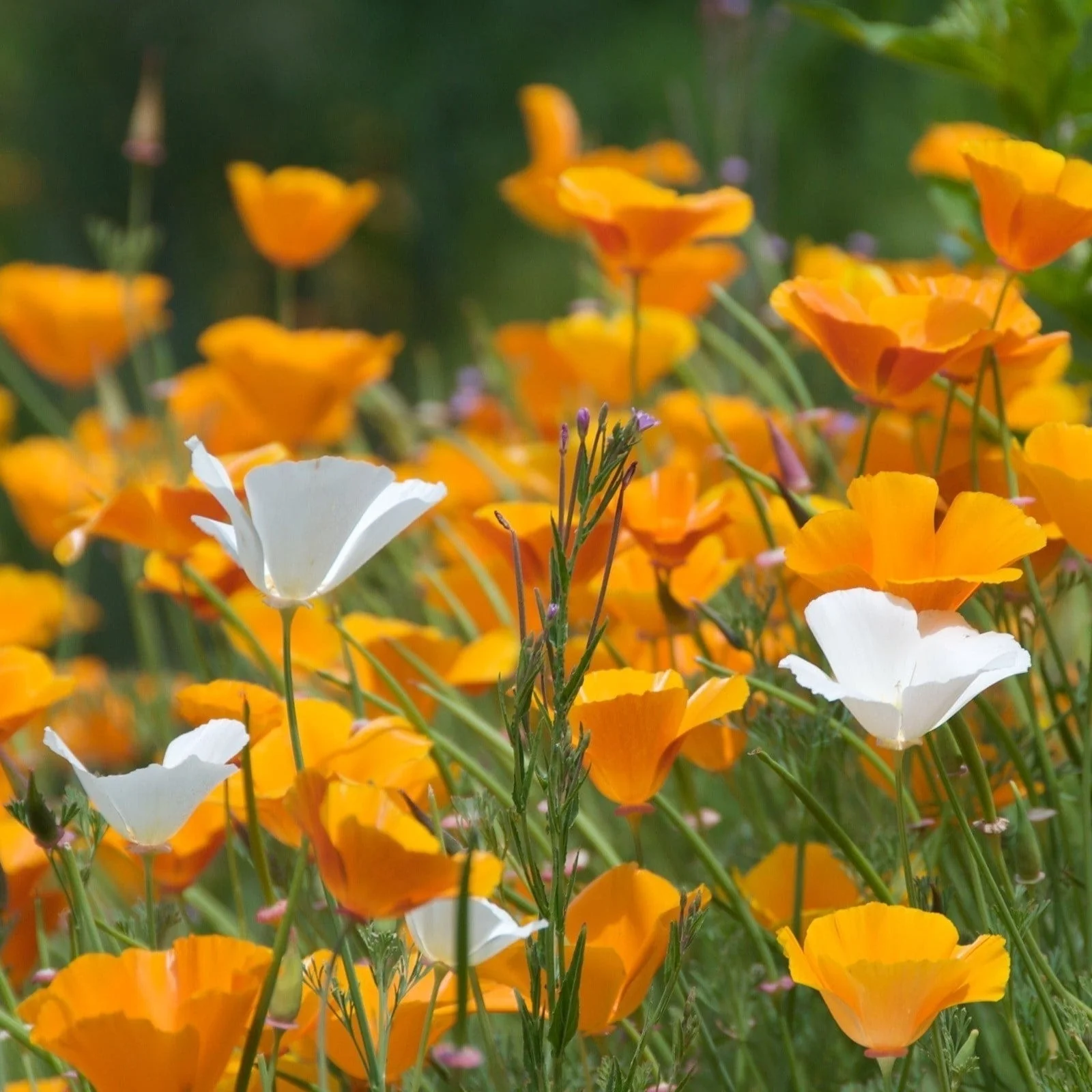 White Linen California Poppy - Image 4
