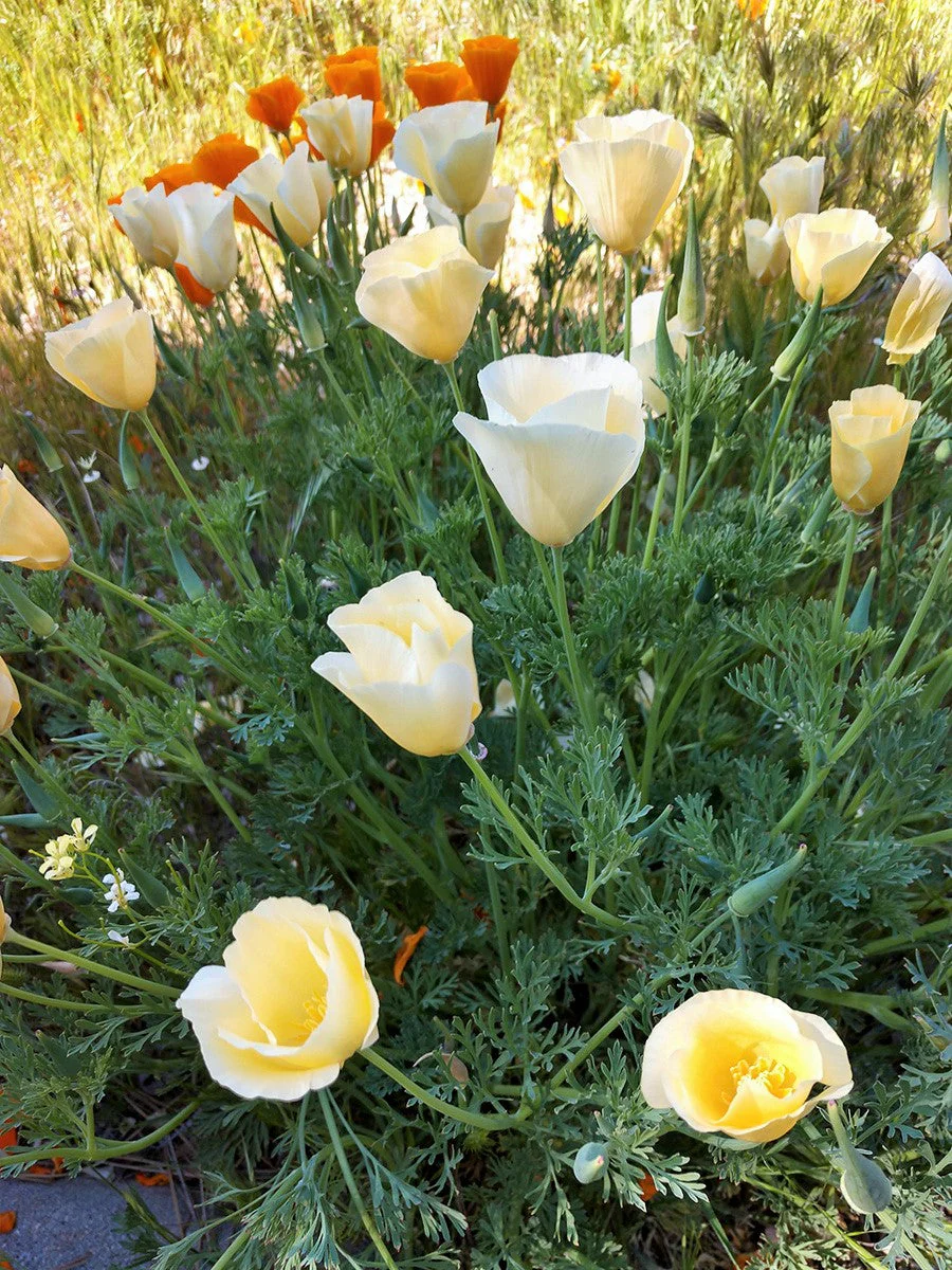 White Linen California Poppy - Image 5
