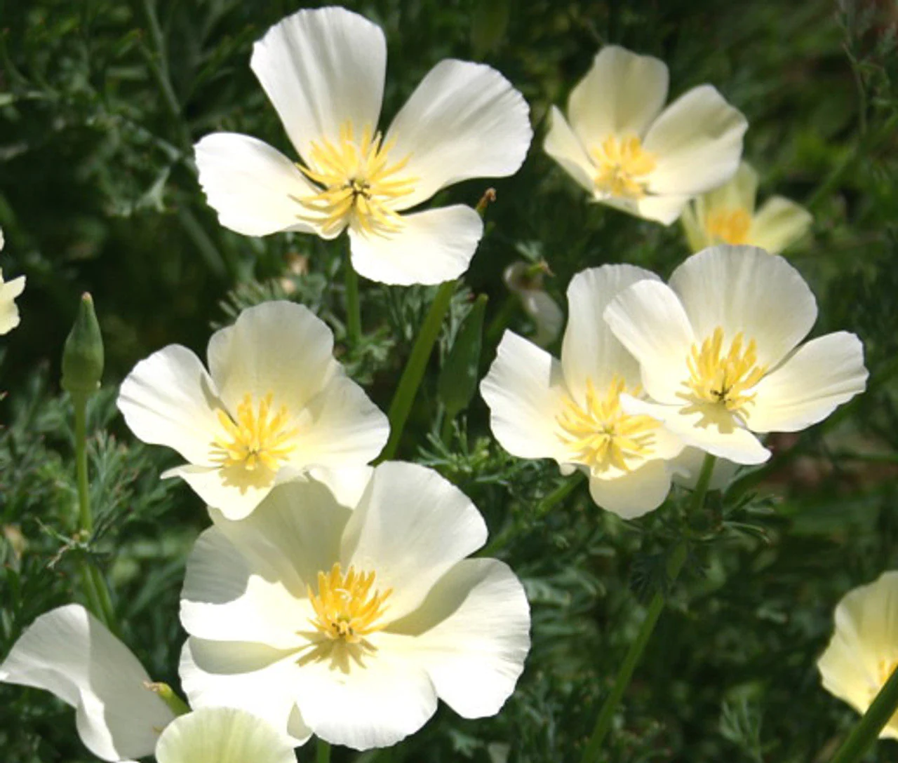 White Linen California Poppy - Image 6
