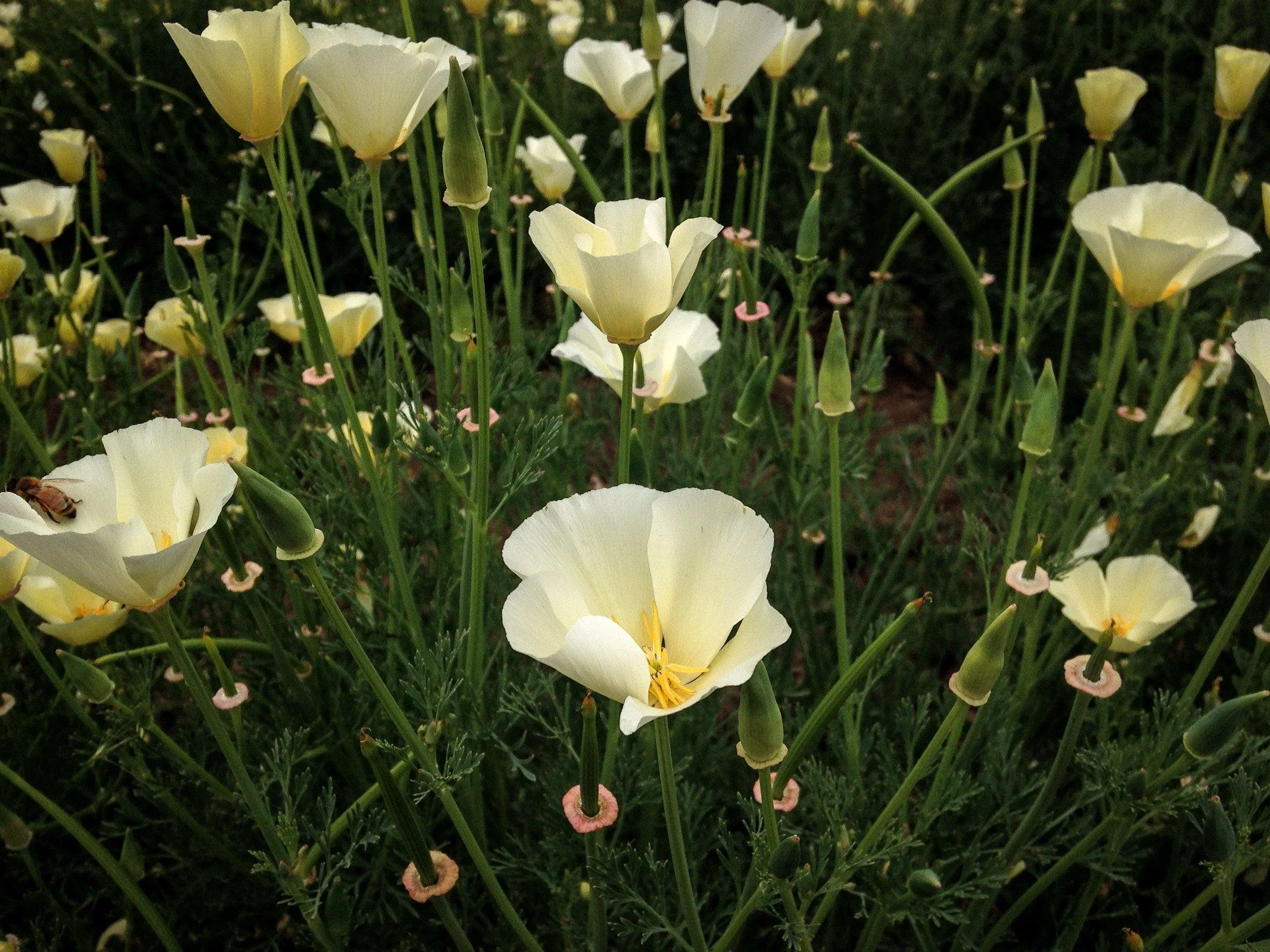 White Linen California Poppy - Image 8