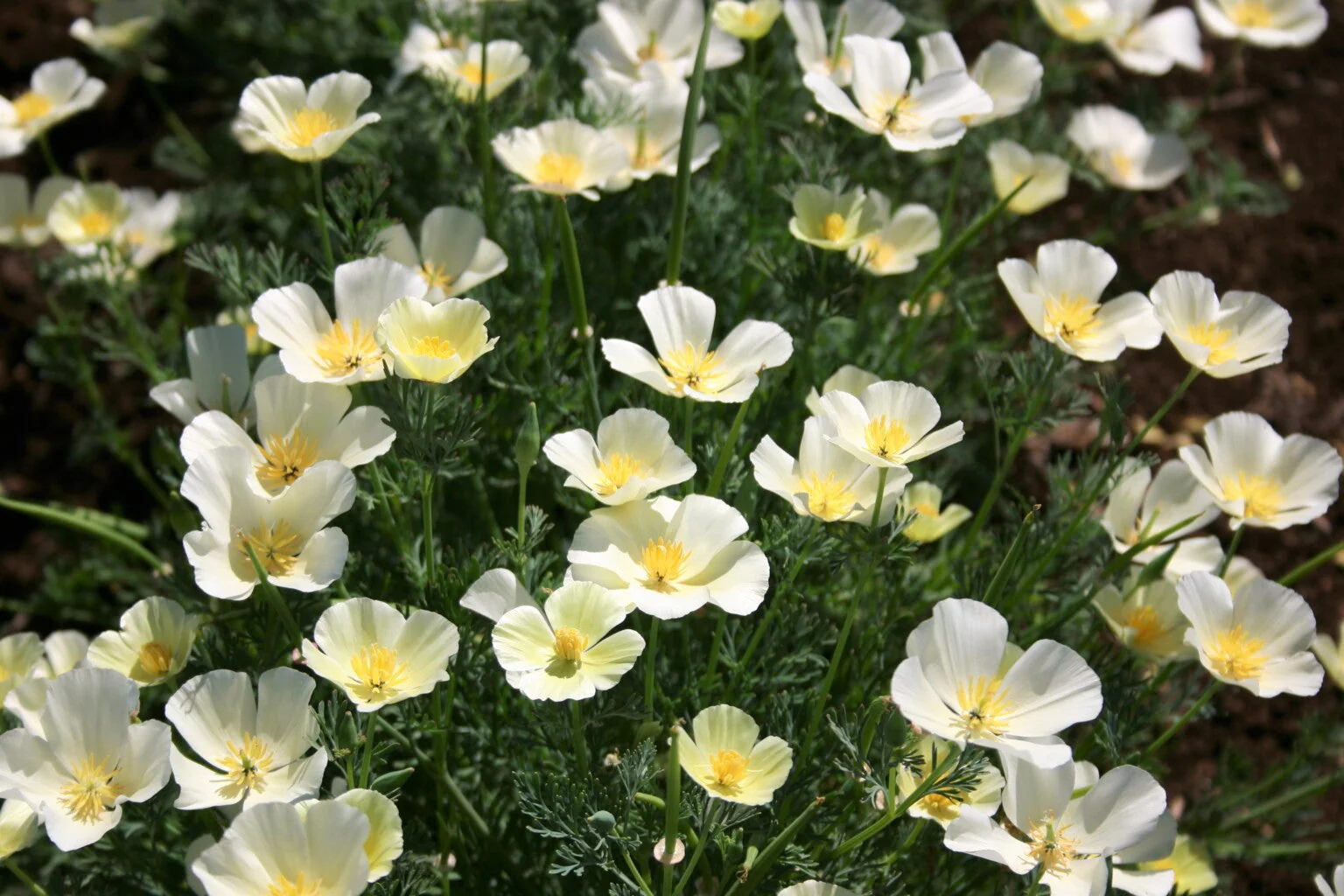White Linen California Poppy - Image 9