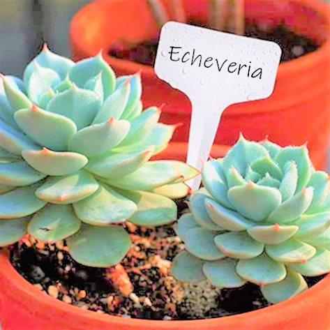 White T-Shaped Plant Labels - Image 4