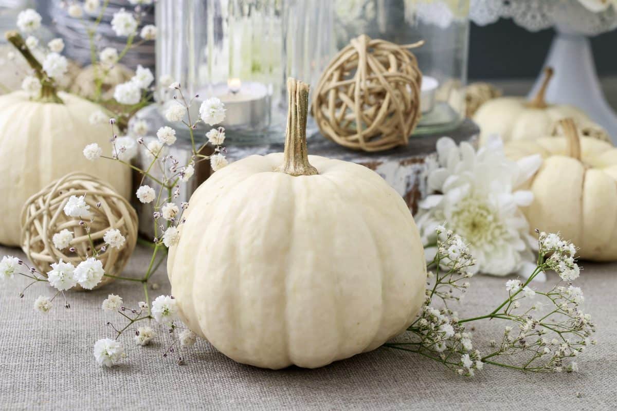 White Queen Pumpkin - Image 10