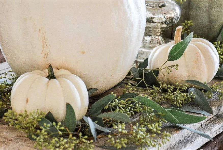 White Queen Pumpkin - Image 11