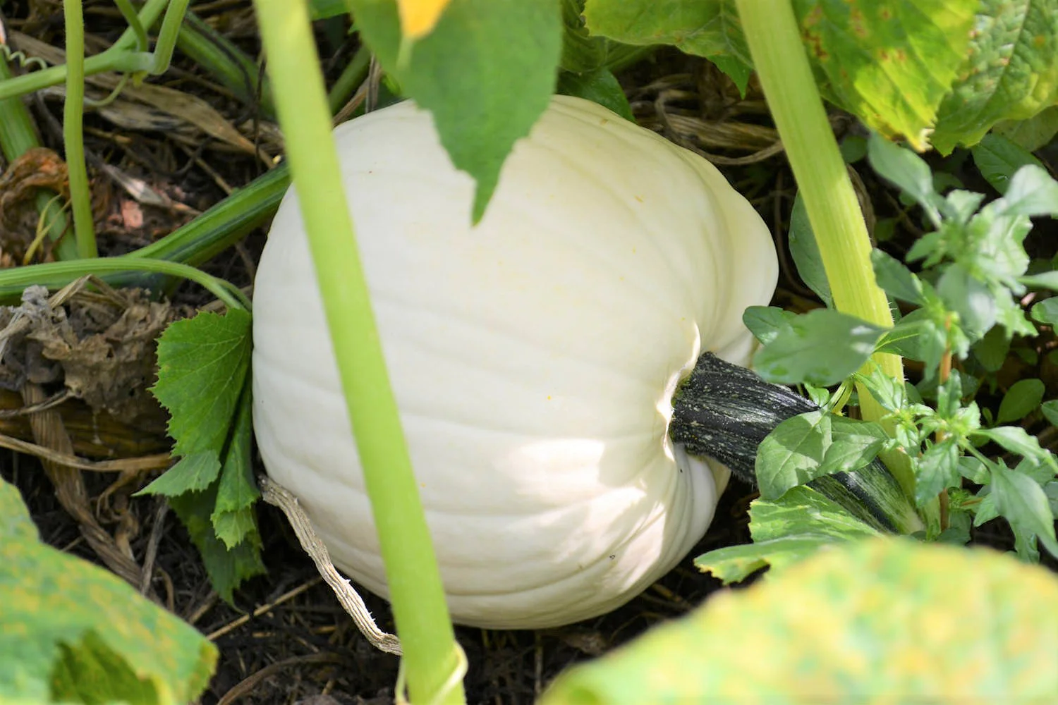 White Queen Pumpkin - Image 2