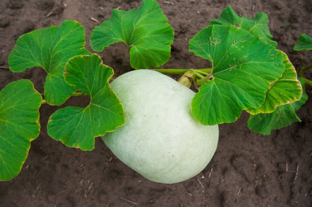 White Queen Pumpkin - Image 3