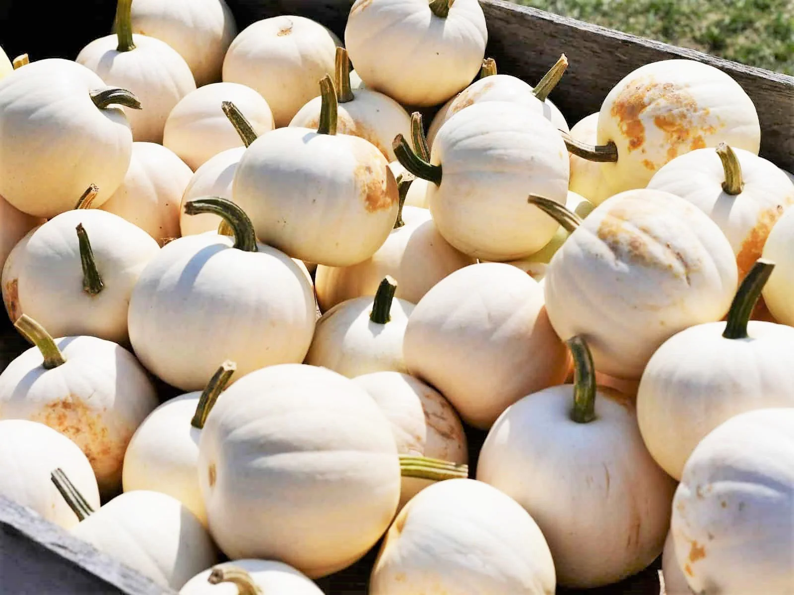 White Queen Pumpkin - Image 4