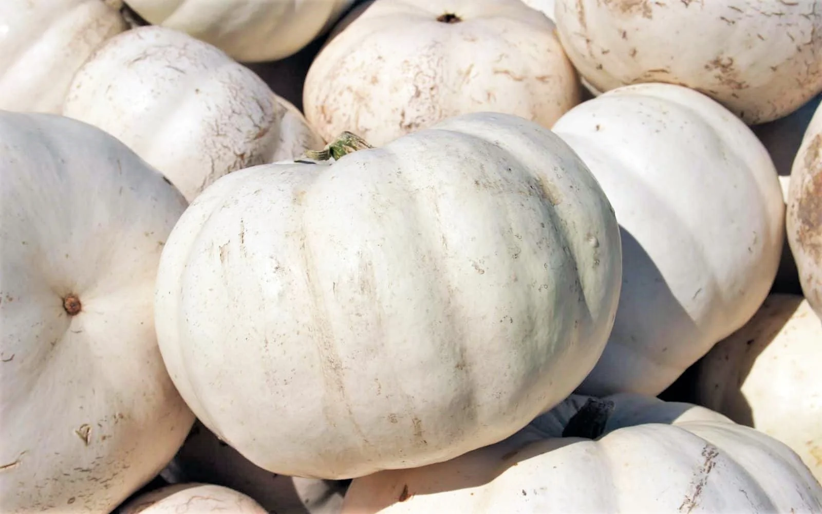 White Queen Pumpkin - Image 5