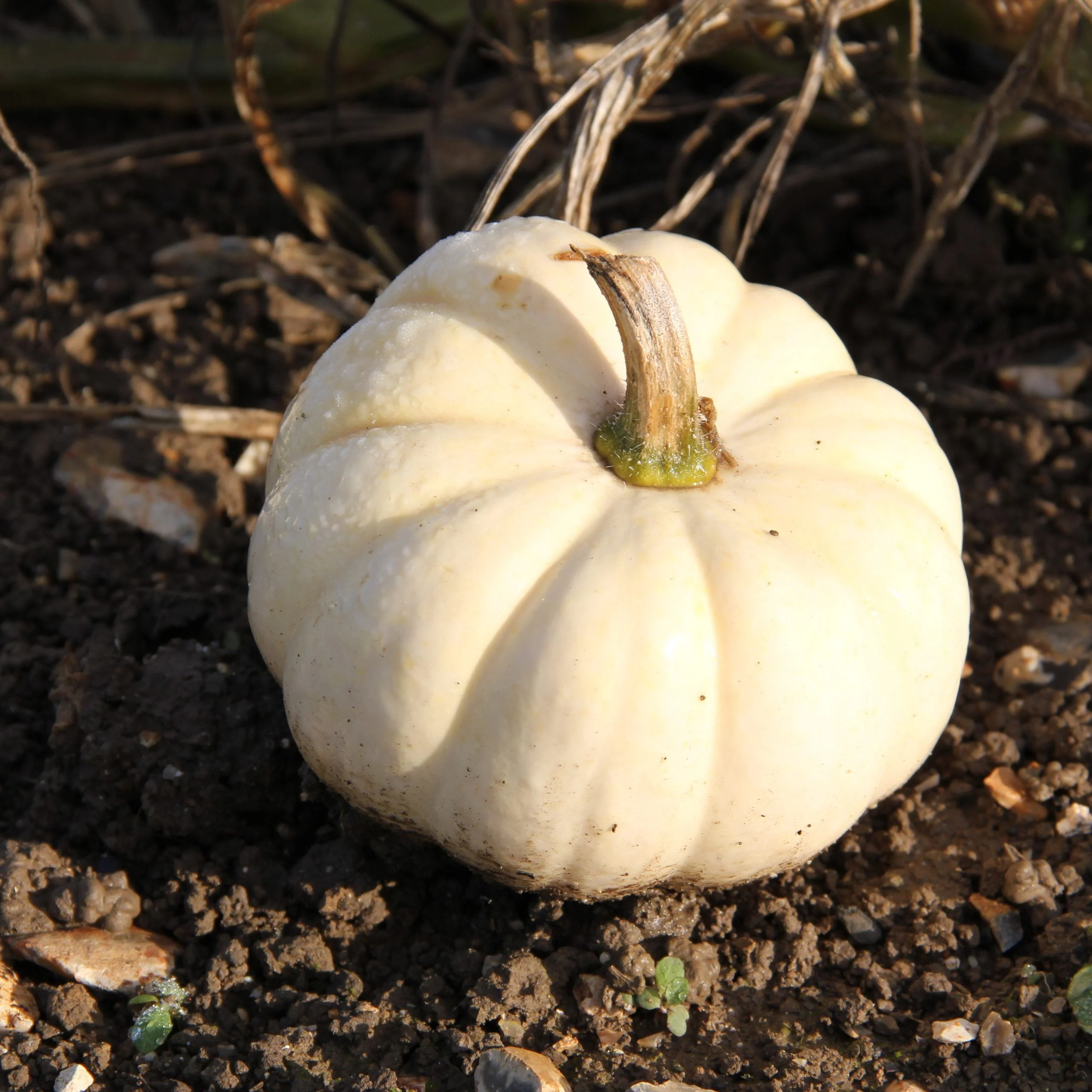 White Queen Pumpkin - Image 6