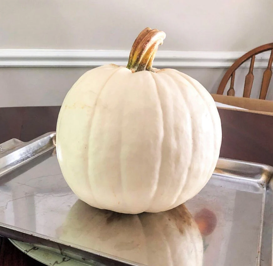 White Queen Pumpkin - Image 8