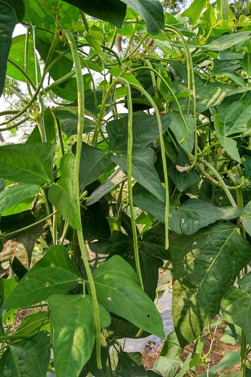 White Yard Long Bean - Image 4