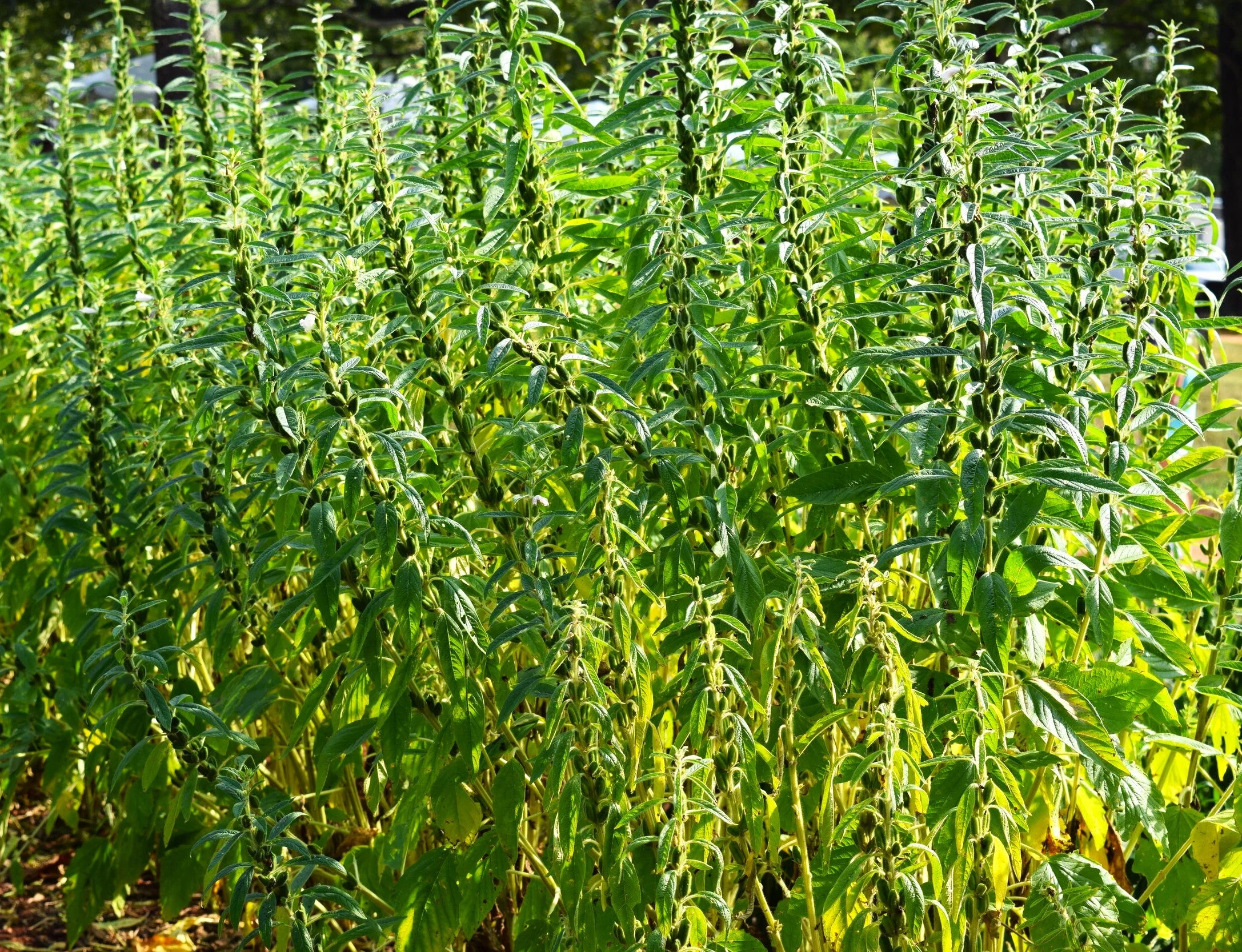 White Sesame - Image 2