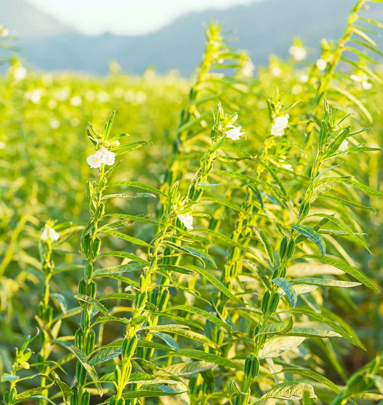 White Sesame - Image 3