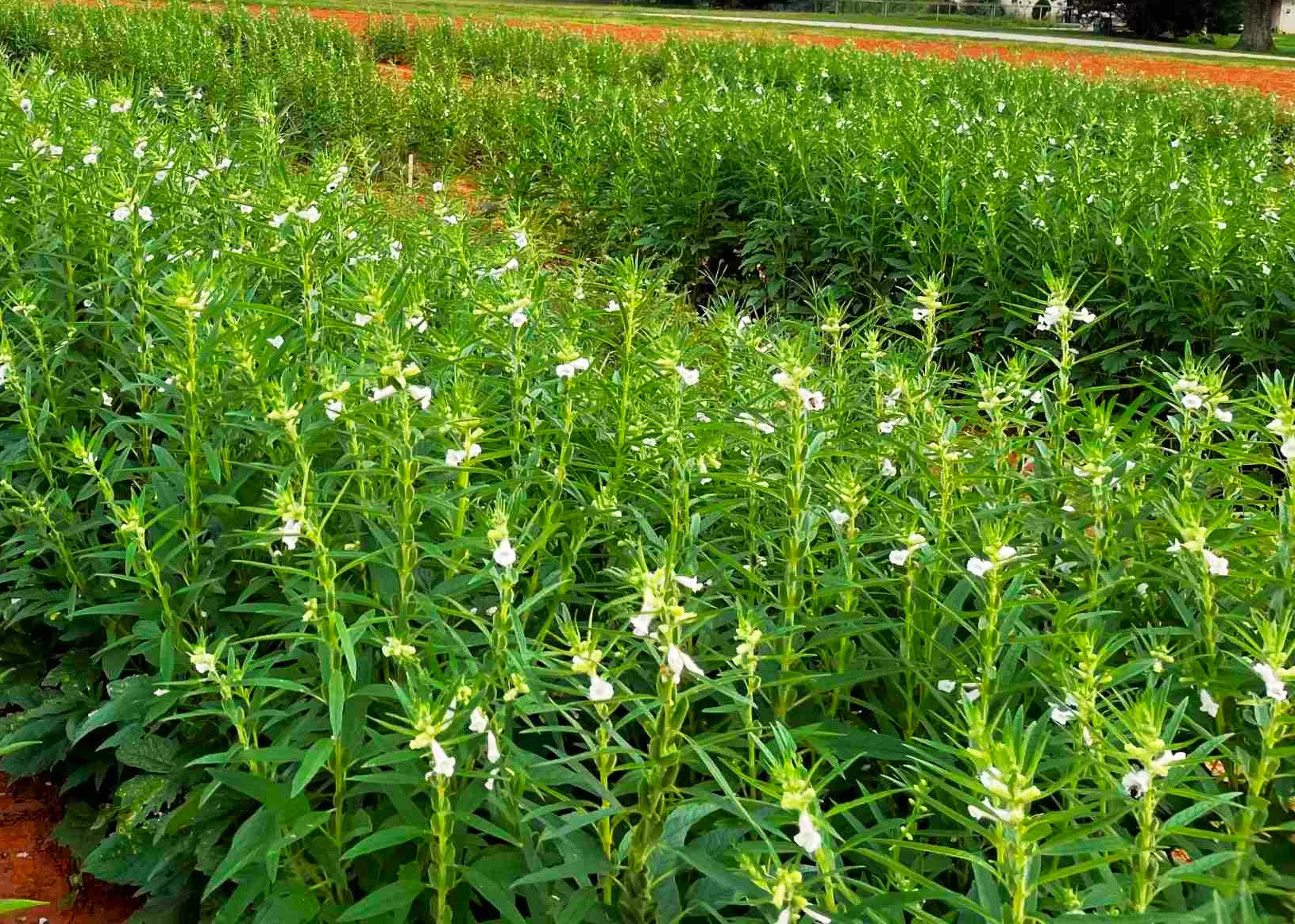 White Sesame - Image 4