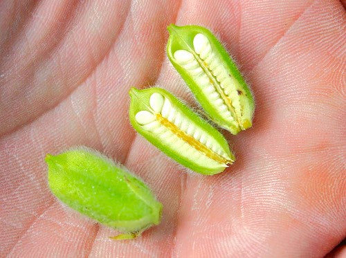 White Sesame - Image 6