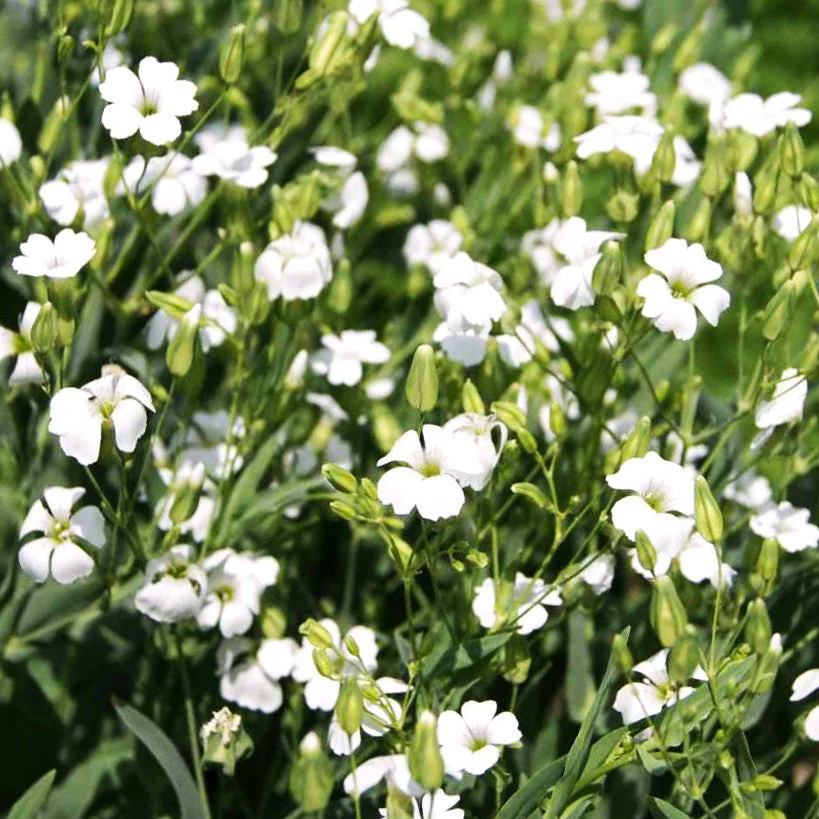 White Beauty Soapwort