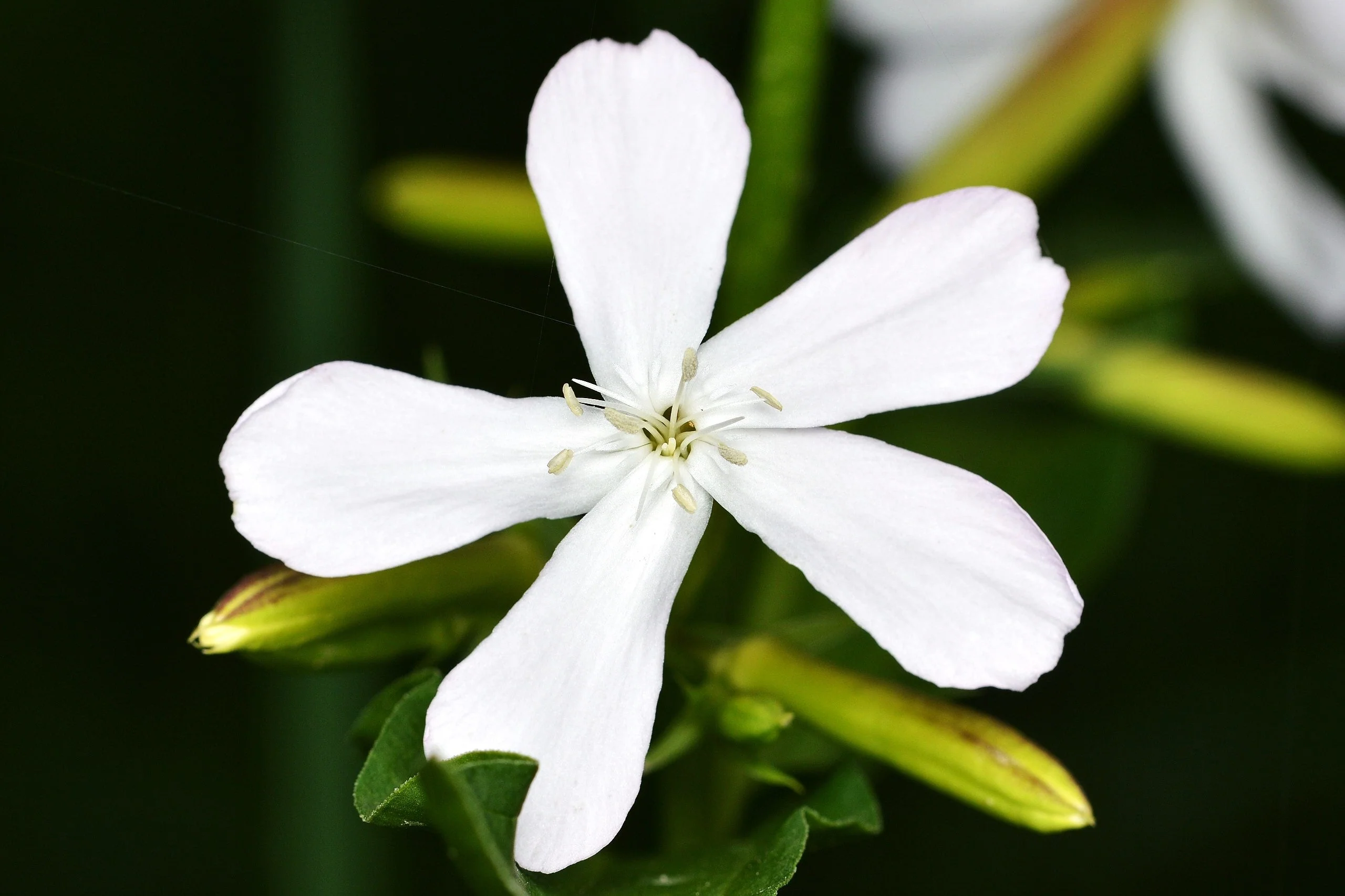 White Beauty Soapwort - Image 10