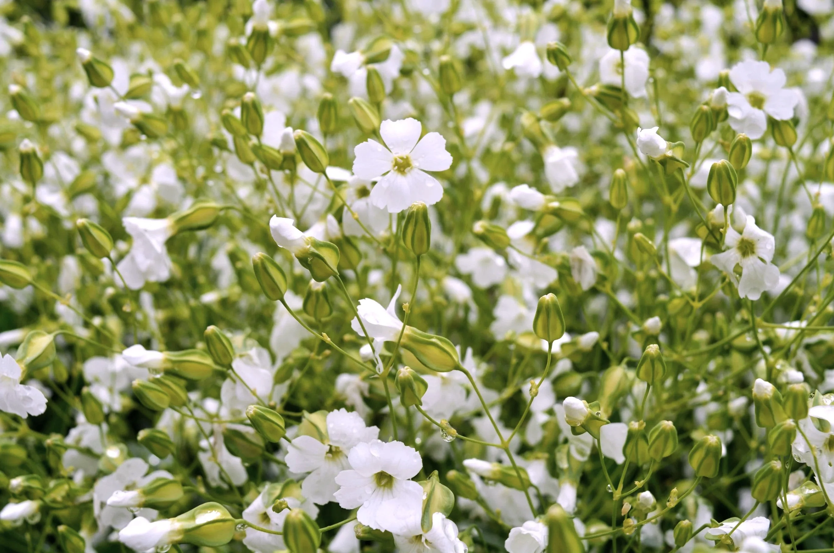 White Beauty Soapwort - Image 2