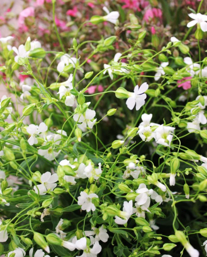 White Beauty Soapwort - Image 3