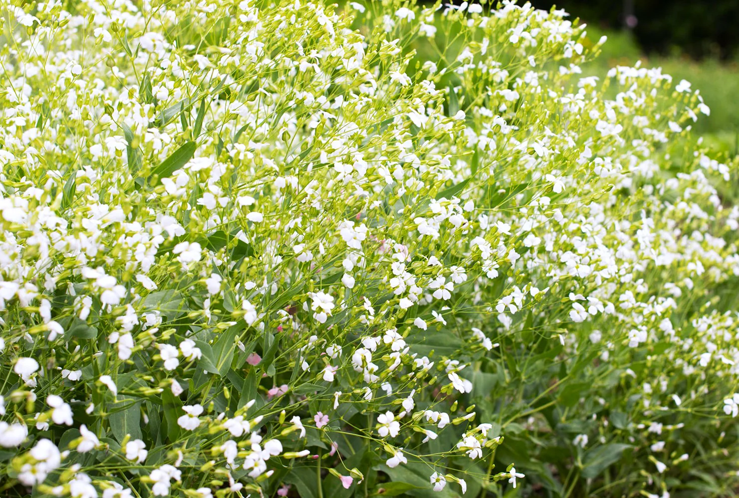 White Beauty Soapwort - Image 4