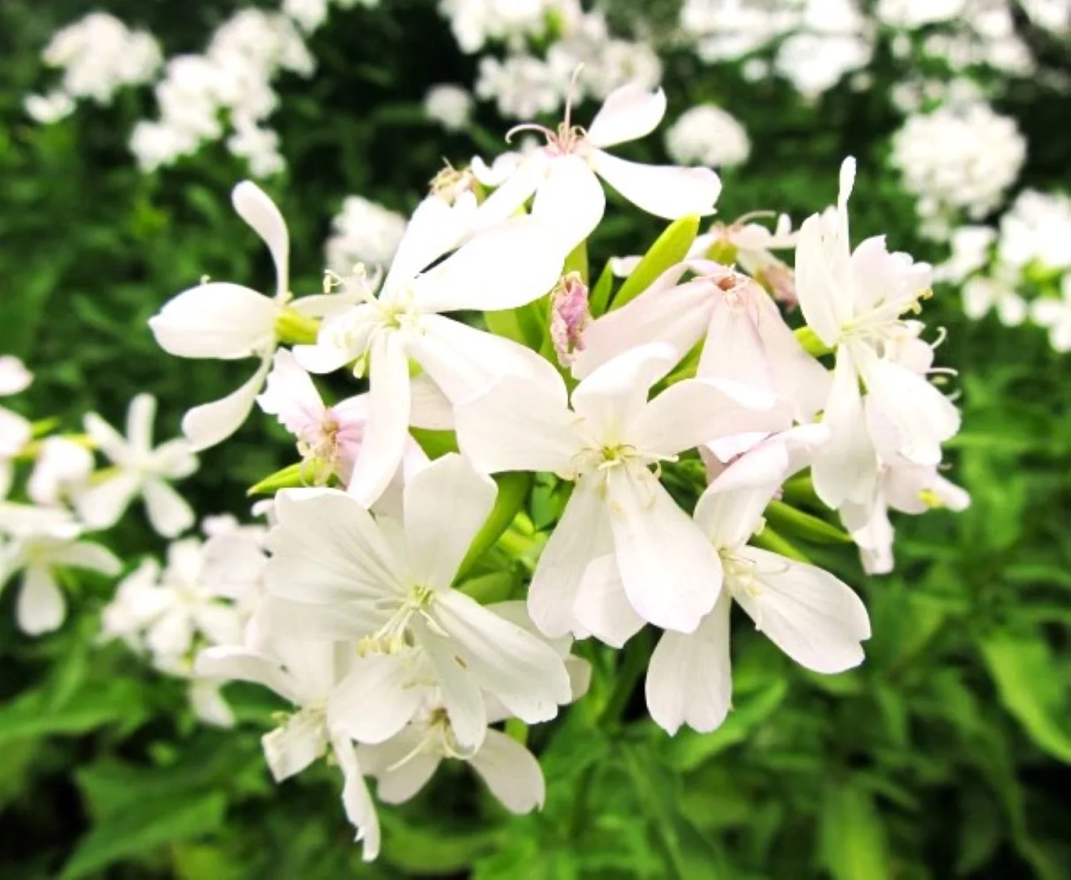 White Beauty Soapwort - Image 5
