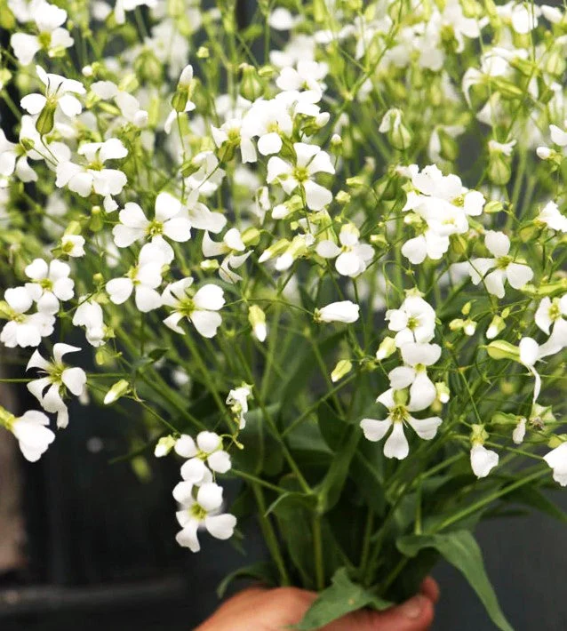 White Beauty Soapwort - Image 6
