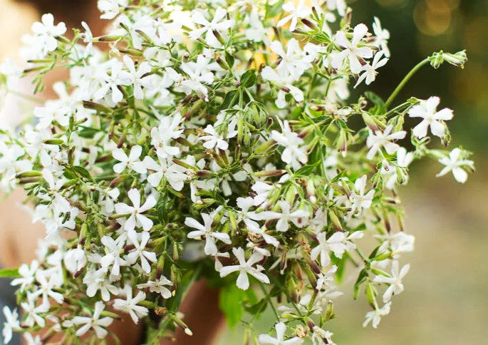White Beauty Soapwort - Image 8