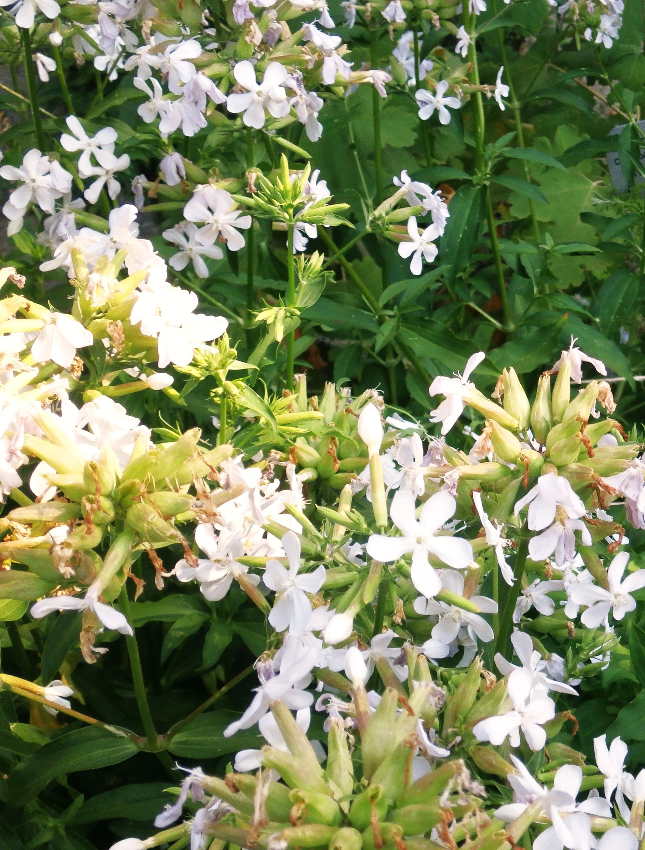 White Beauty Soapwort - Image 9