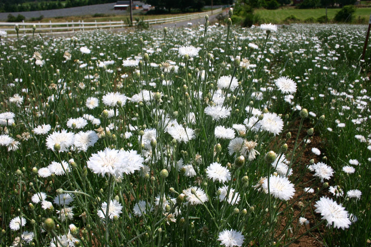 White Tall Bachelor Button - Image 3