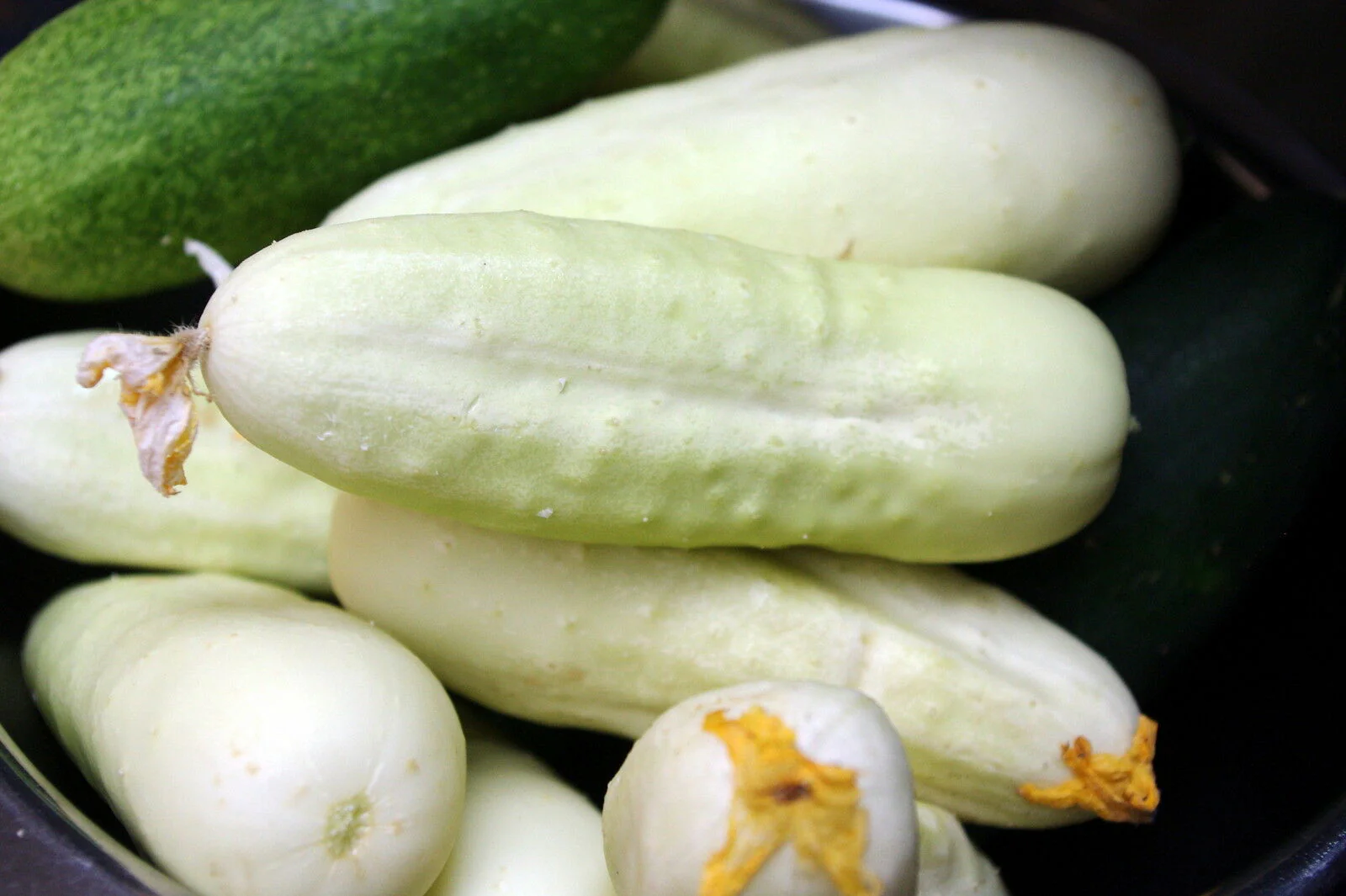 White Wonder Cucumber - Image 4