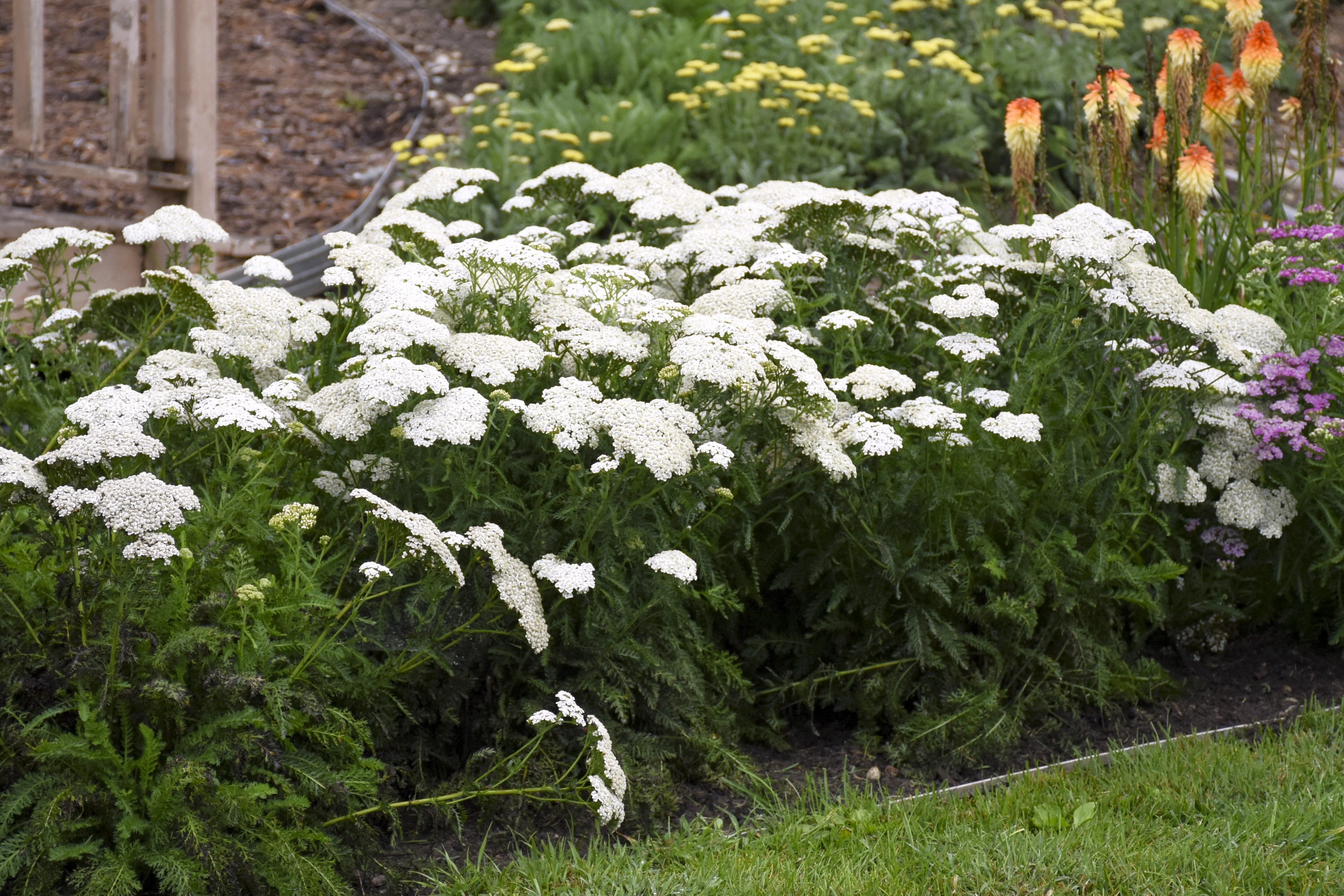 White Yarrow - Image 2