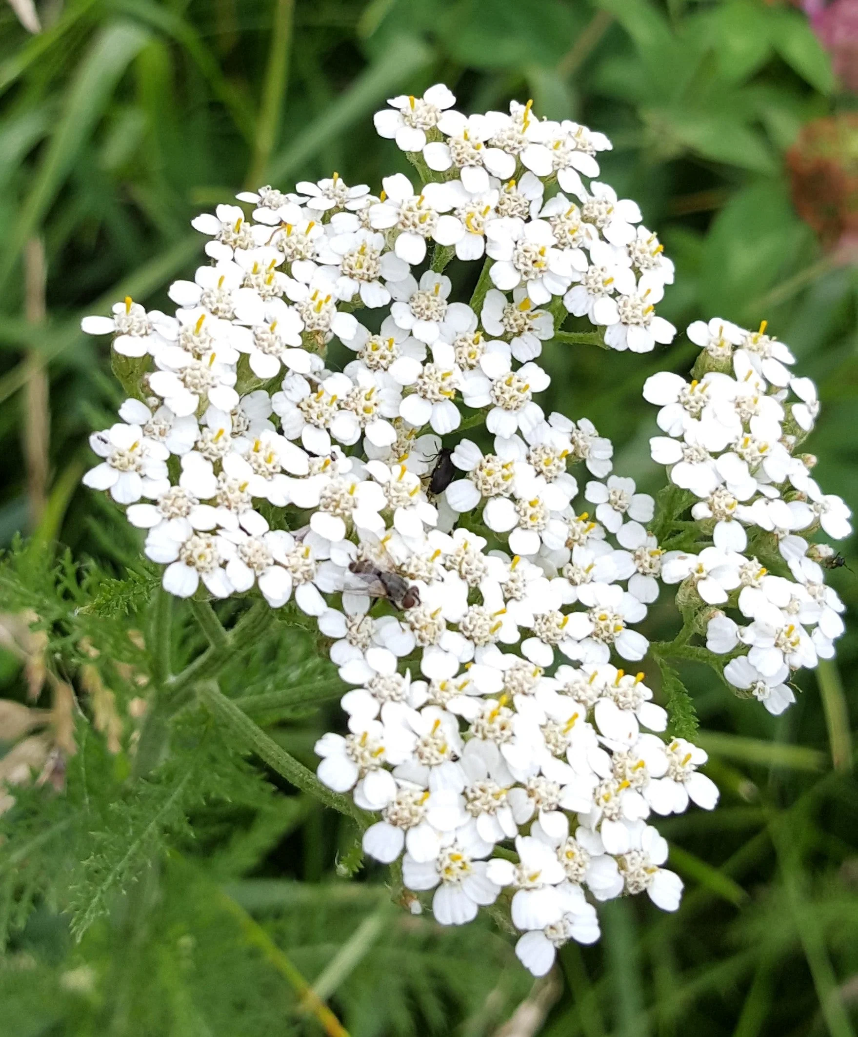 White Yarrow - Image 4