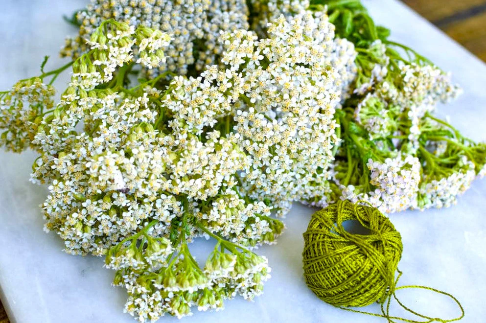 White Yarrow - Image 9