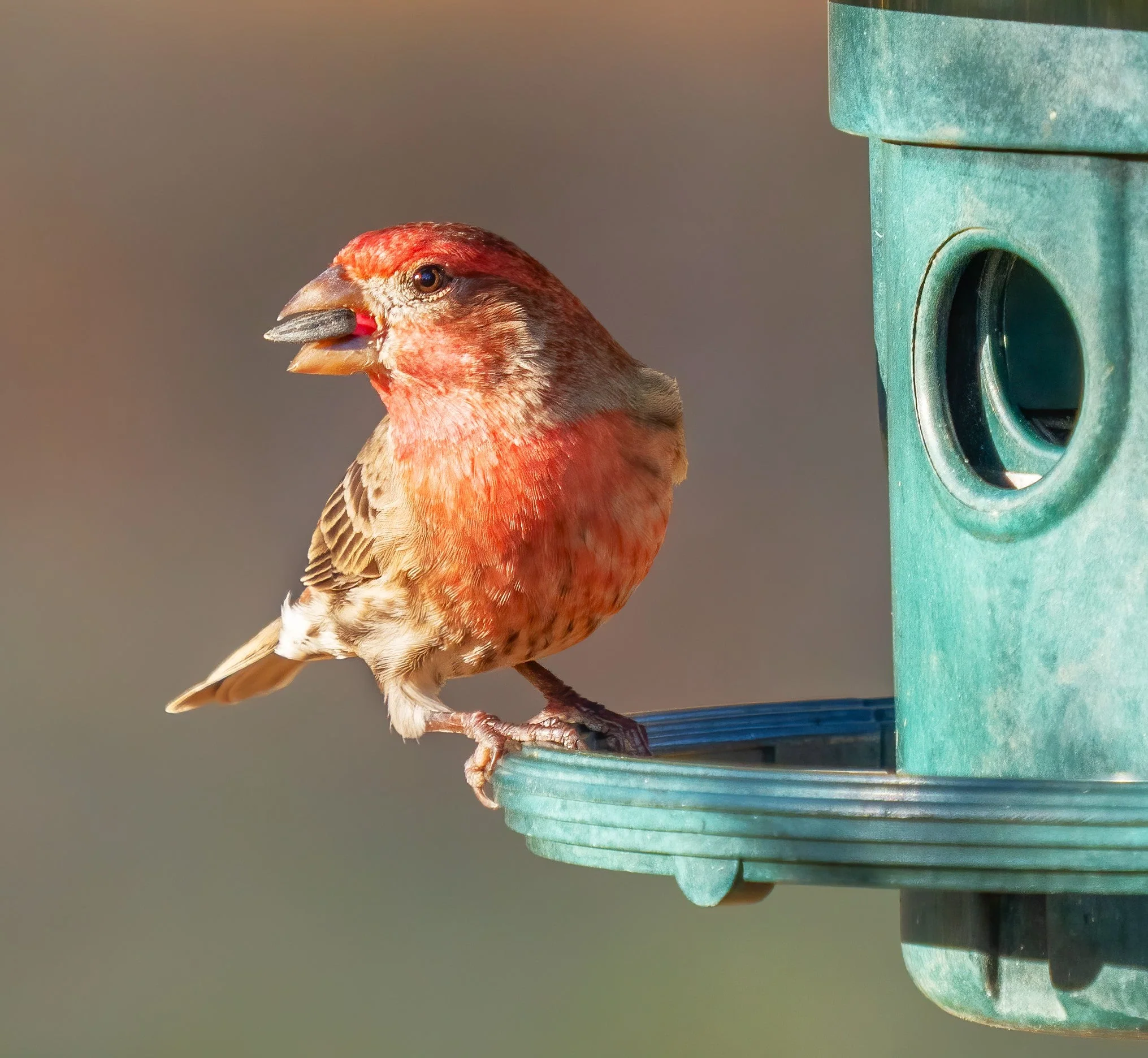 Wild Birdseed Mix - Image 10