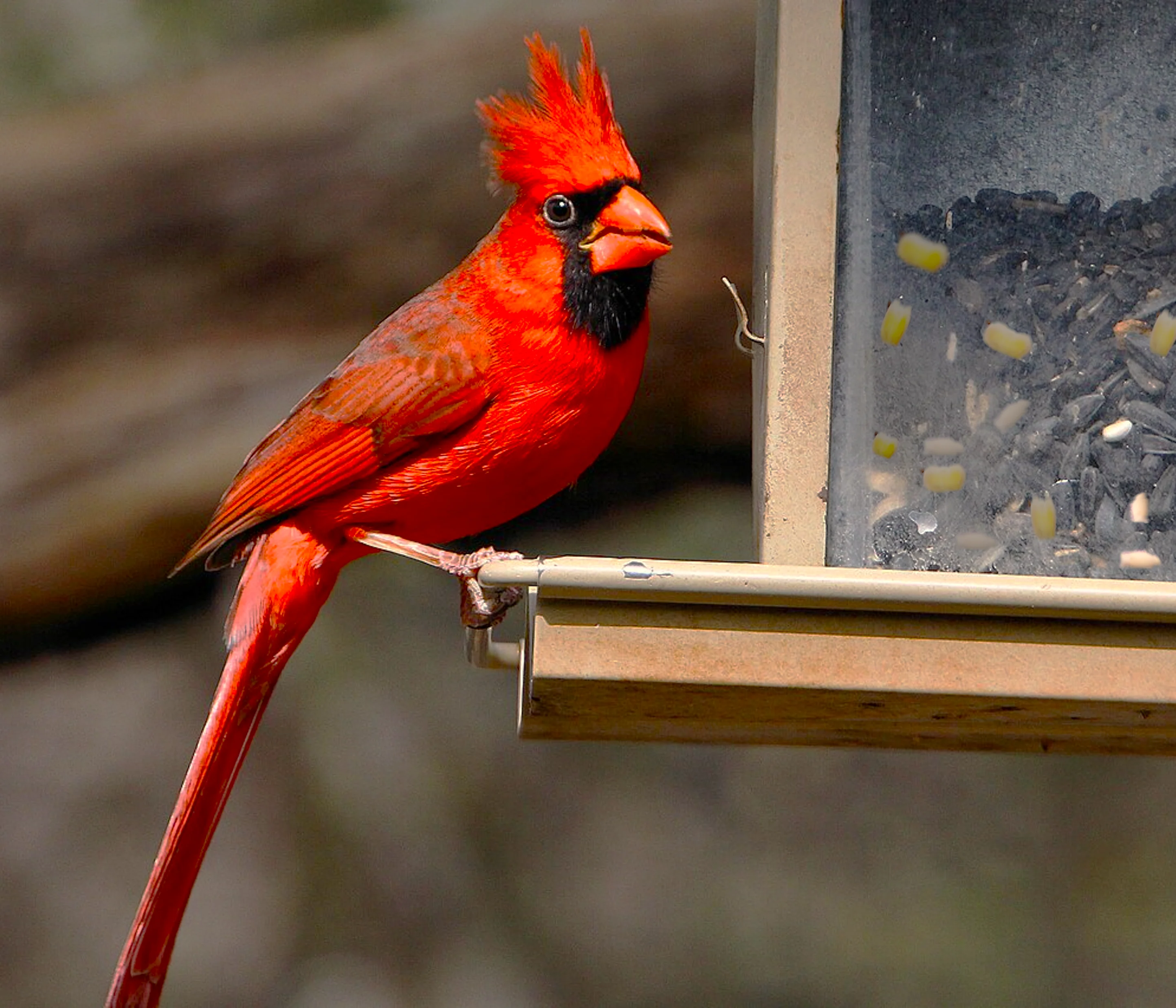 Wild Birdseed Mix - Image 3