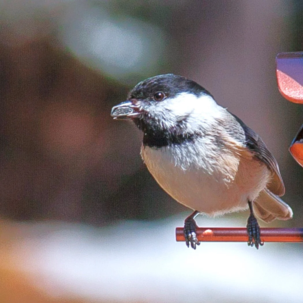 Wild Birdseed Mix - Image 4