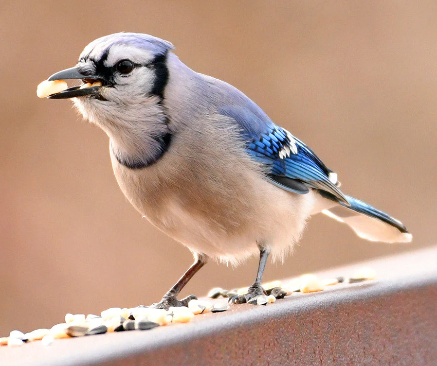 Wild Birdseed Mix - Image 5