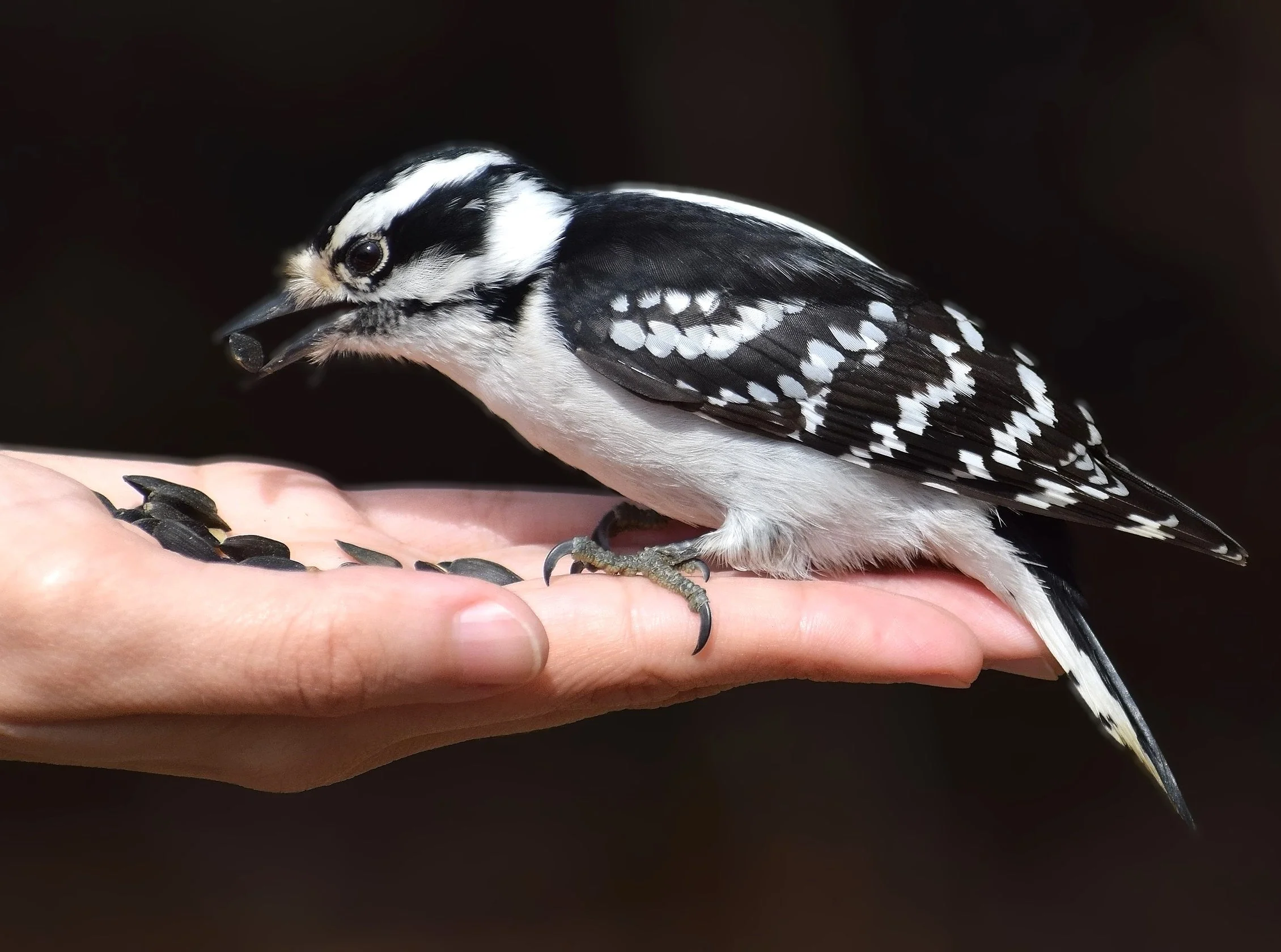 Wild Birdseed Mix - Image 6