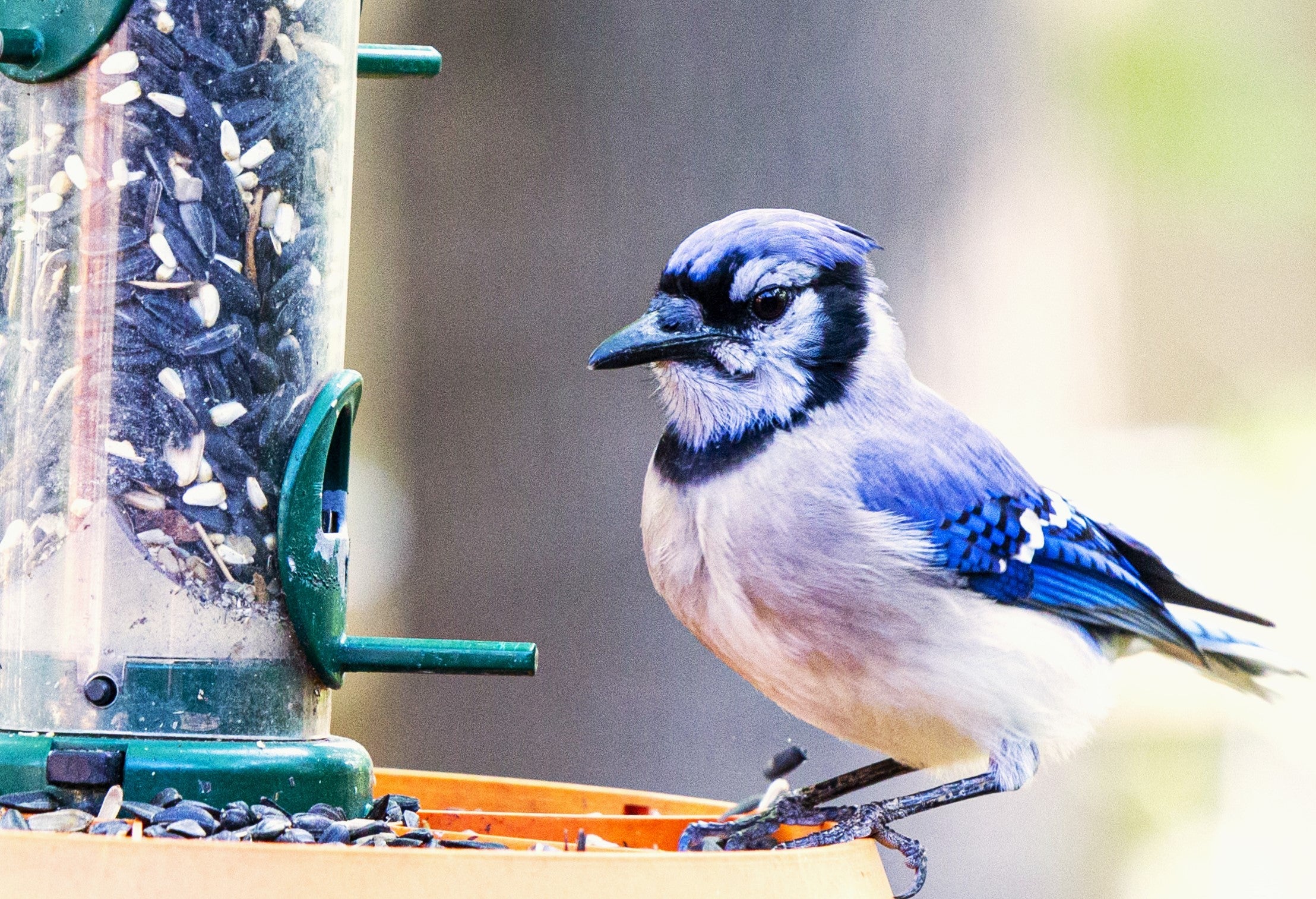 Wild Birdseed Mix - Image 8