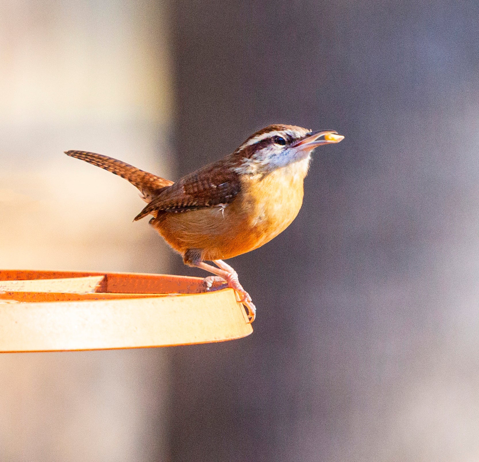 Wild Birdseed Mix - Image 9