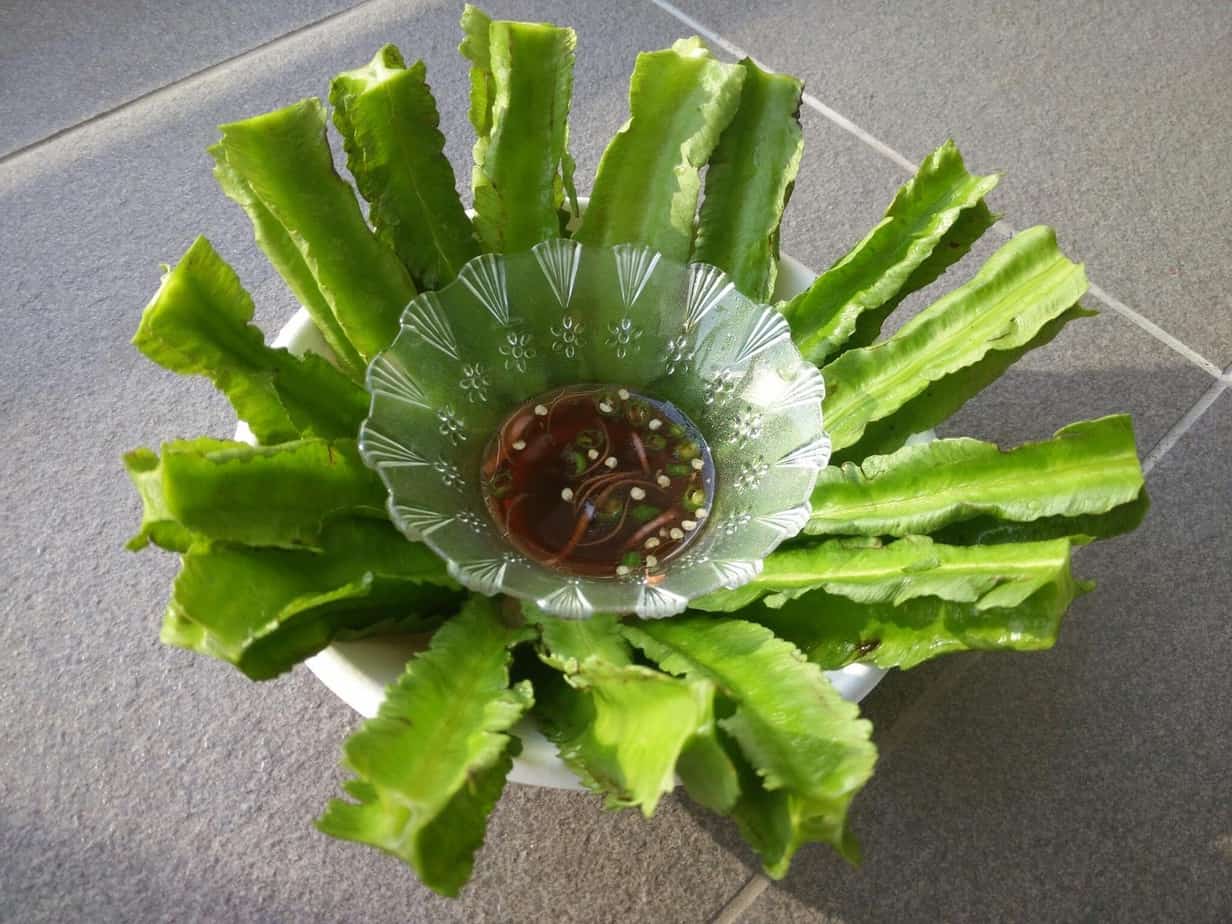 Winged Bean - Image 5