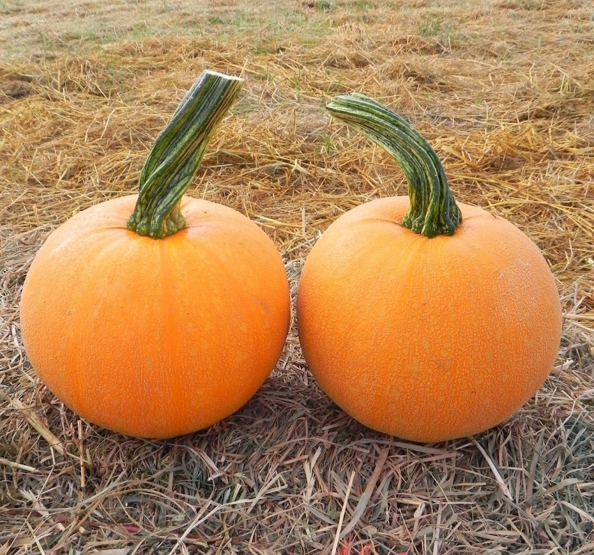 Winter Luxury Pie Pumpkin - Image 3