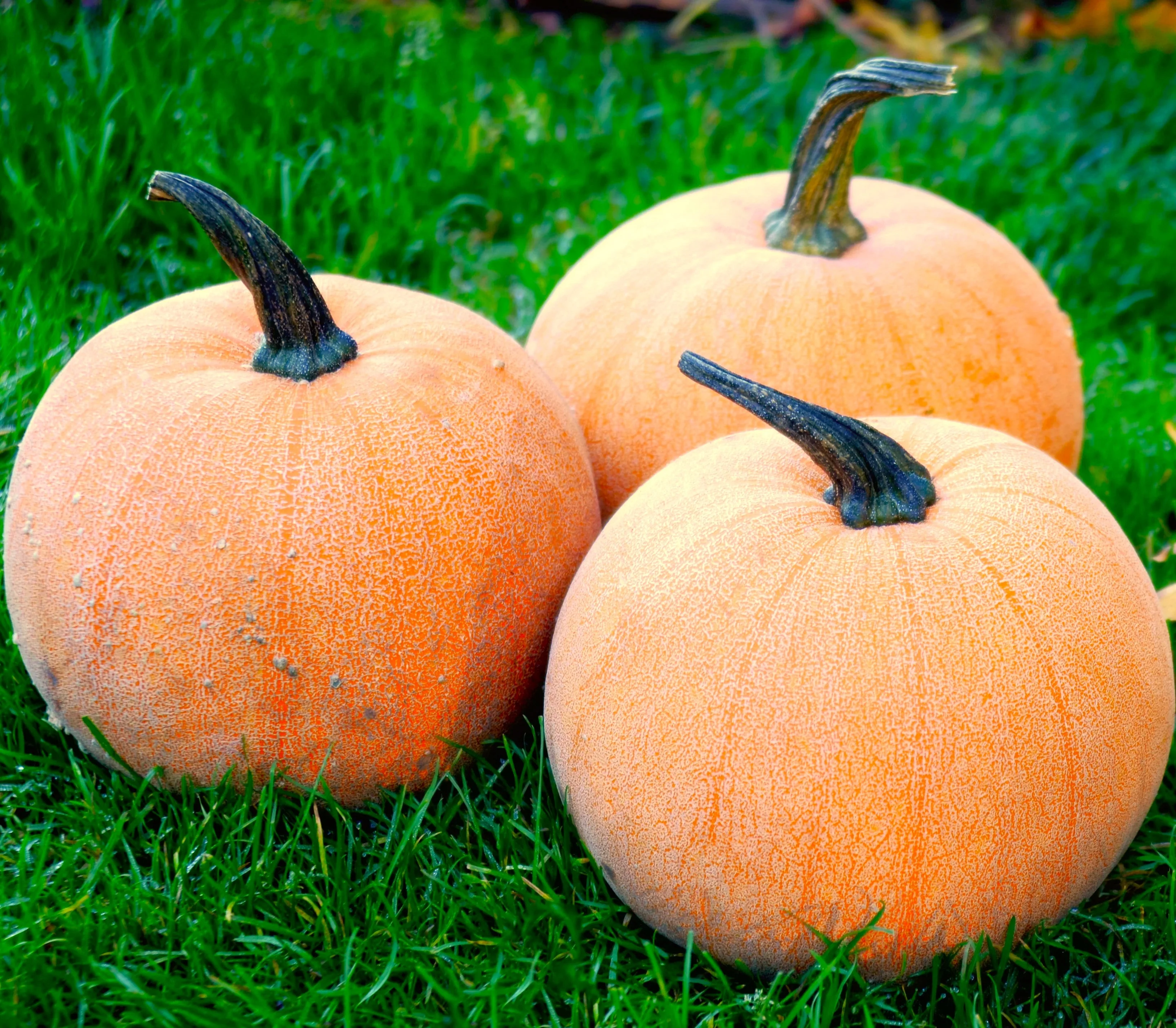 Winter Luxury Pie Pumpkin - Image 4