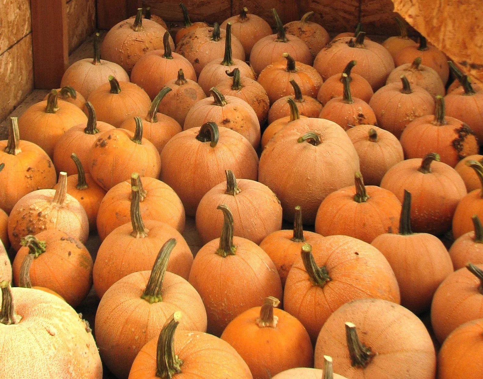 Winter Luxury Pie Pumpkin - Image 7