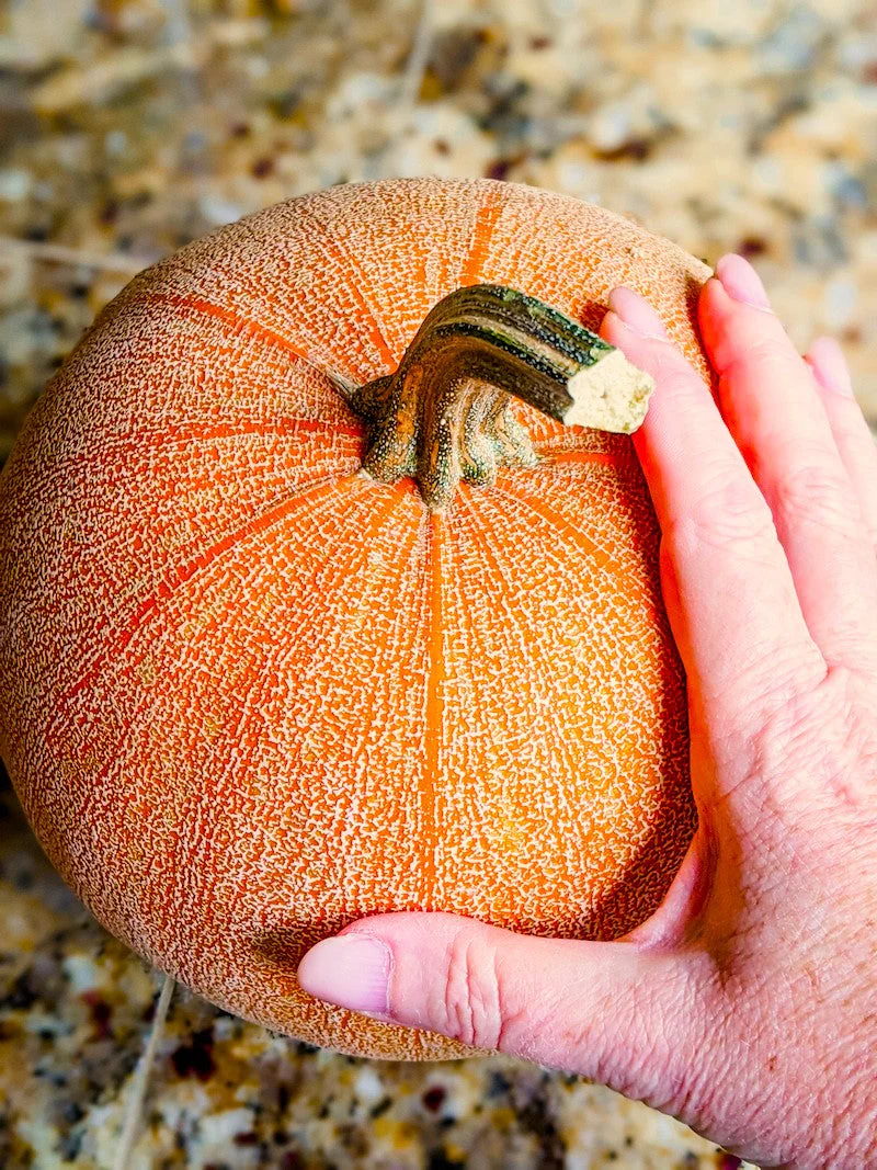 Winter Luxury Pie Pumpkin - Image 8