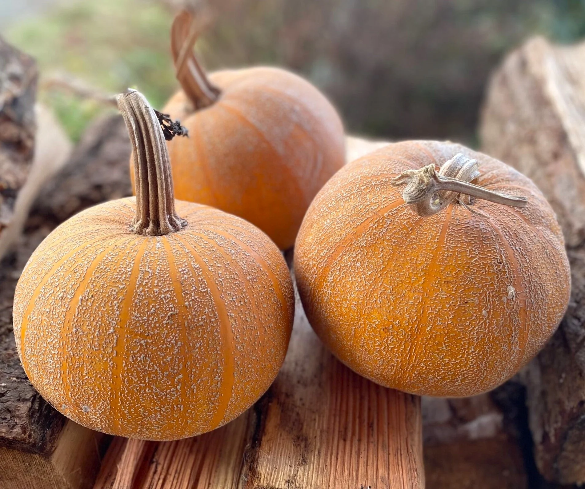 Winter Luxury Pie Pumpkin - Image 9