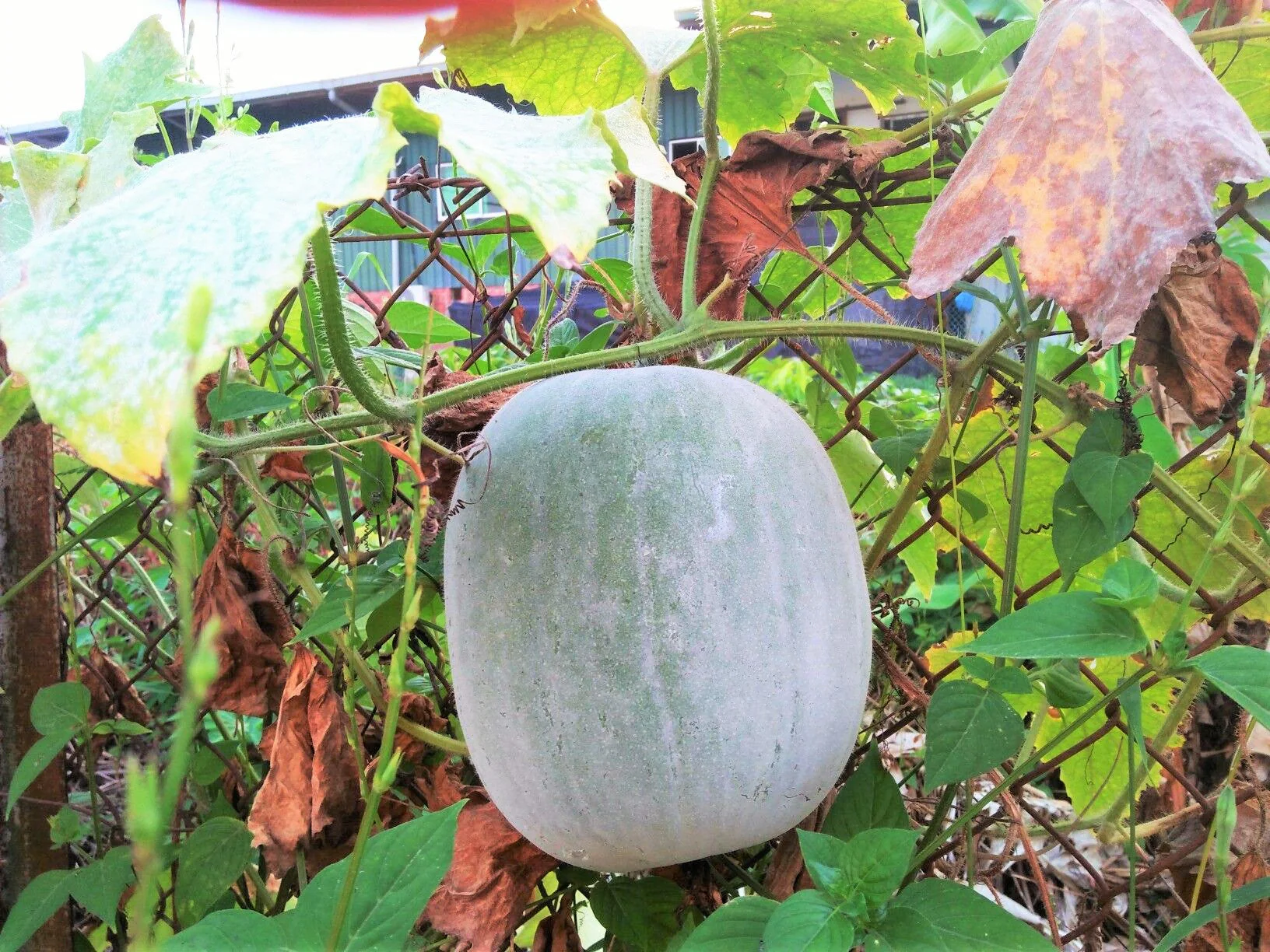 Giant Winter Melon - Image 2