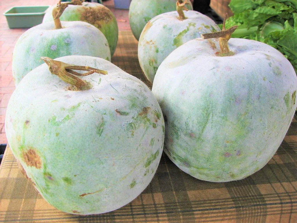 Giant Winter Melon - Image 3